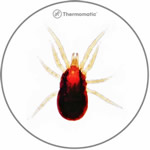 Dermansyssus Gallinae - Popularmente llamado "piojo de pollo" o de ácaro rojo